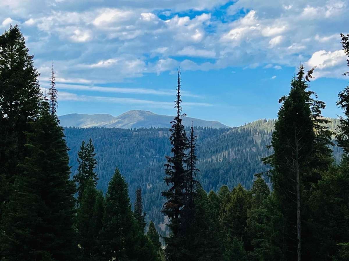 McCart Tower to Swift Creek the Cutover trail photo