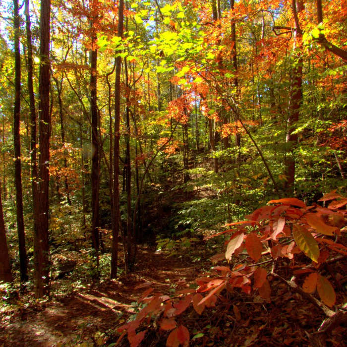 Near Laurel Ridge Trail