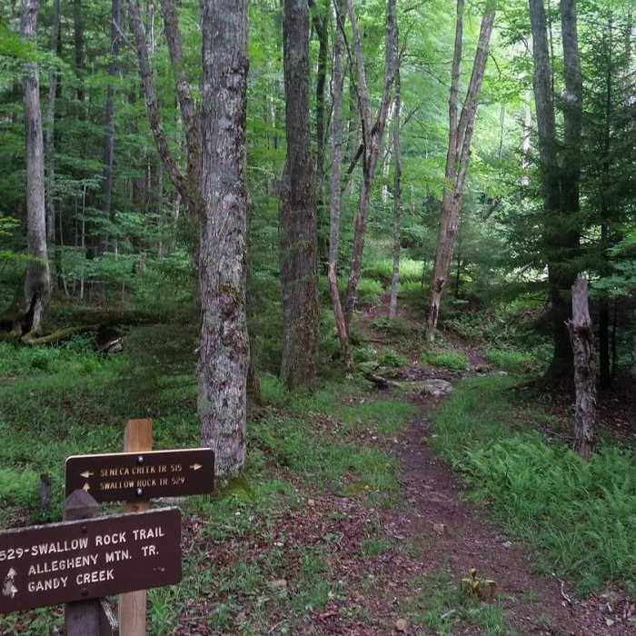 The start of Swallow Rock Trail from Seneca Creek Trail. Near Seneca Creek Trail (TR515)