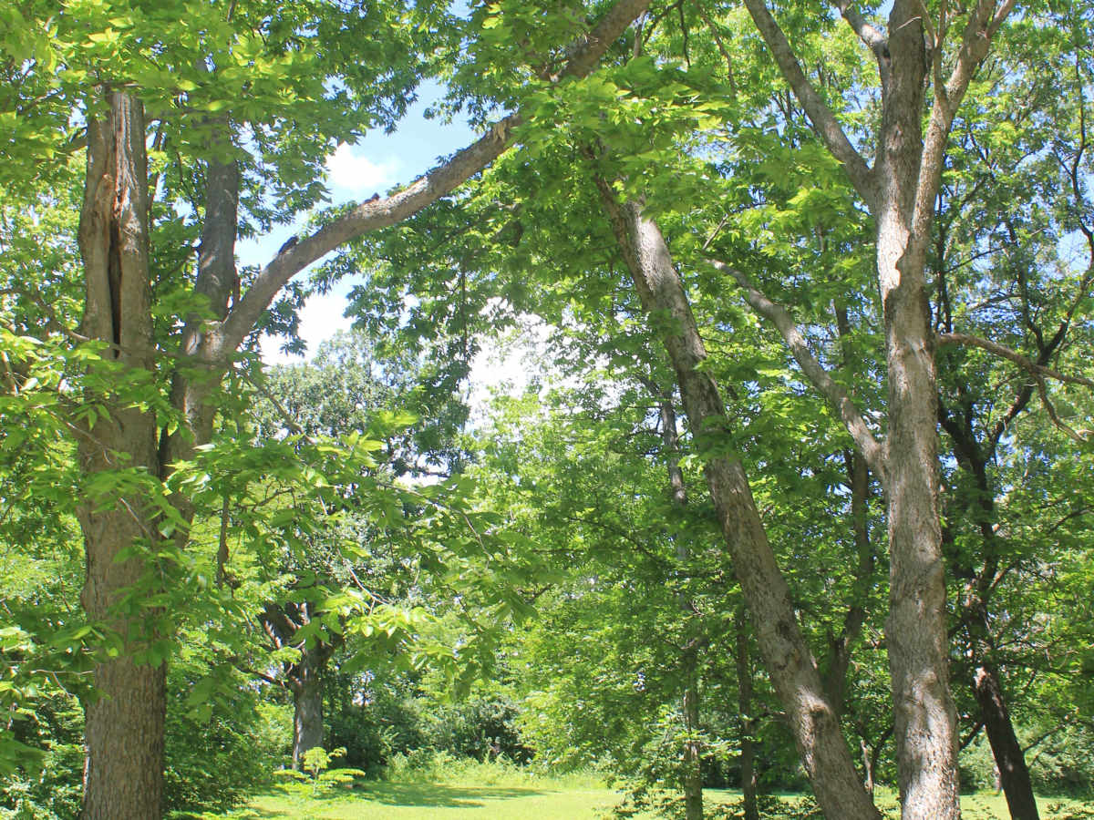 Clark Tower Trail photo 5