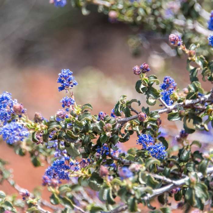 Near Viejas Mountain