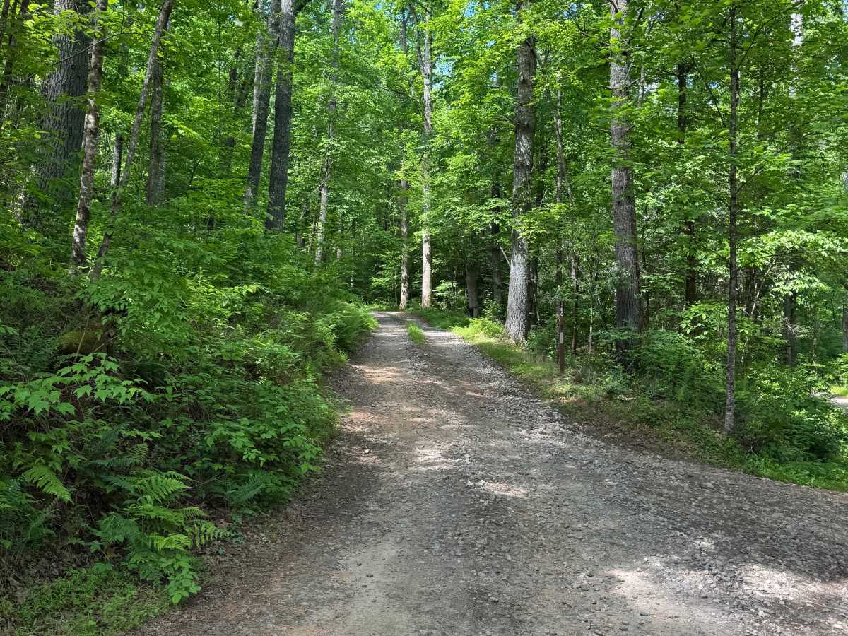 John Dick Mountain - FS 766 trail photo