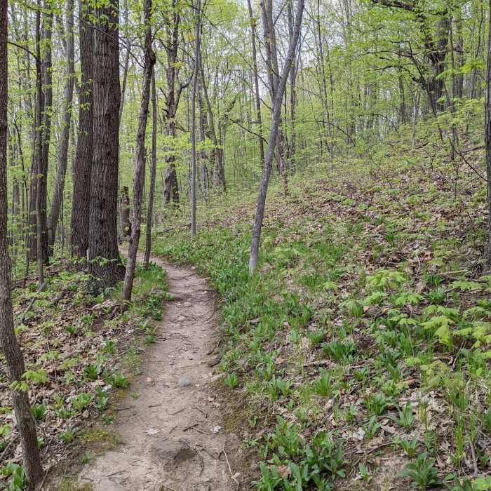 Nice singletrack trail through these woods. Near Kame Loop Trail