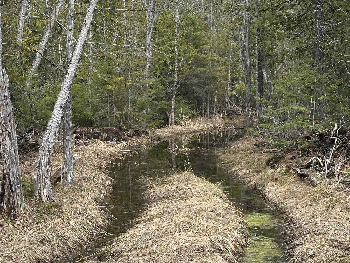Cat Tail Run trail photo