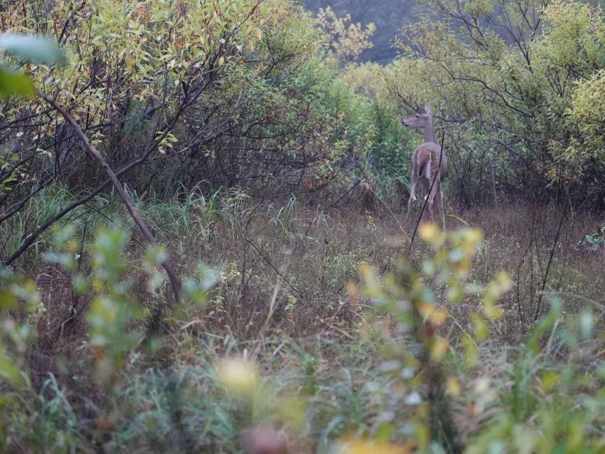Otter Creek Inner Trail photo 6
