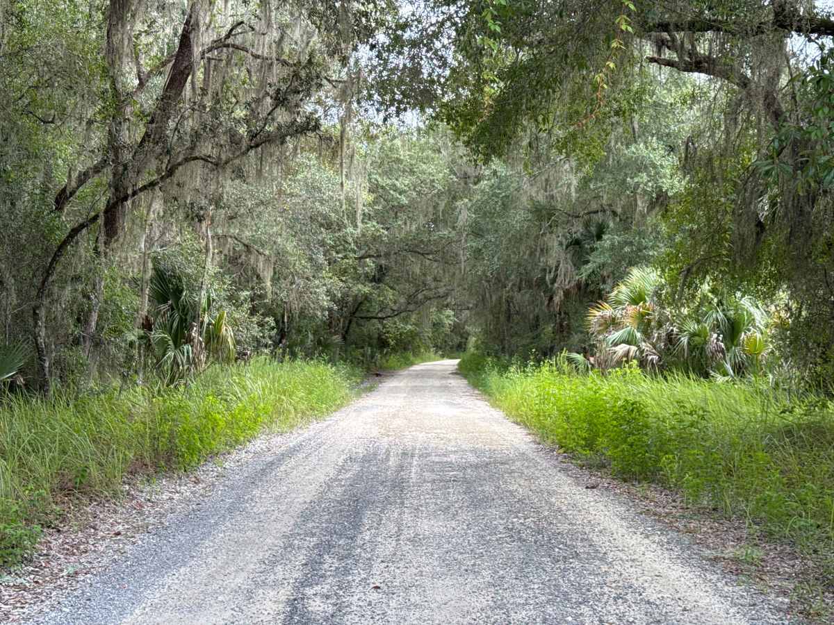 Ocala National Forest SE 13th Avenue photo 6
