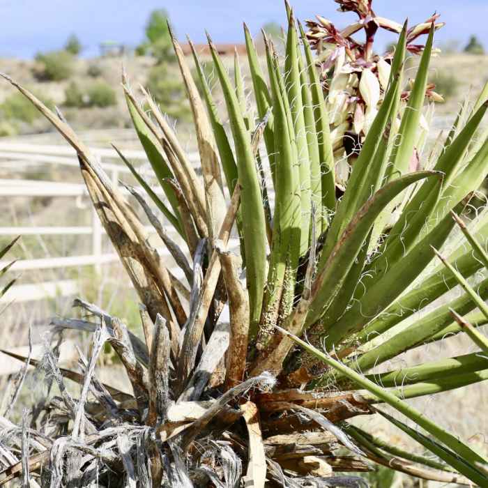 Near Malpais Nature Trail Near Malpais Nature Trail