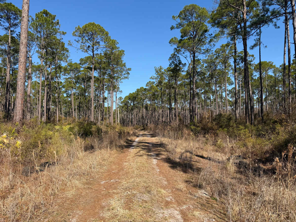 FR 250-FF trail photo