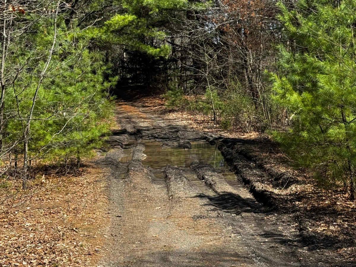 Logway Run Trail East photo 5