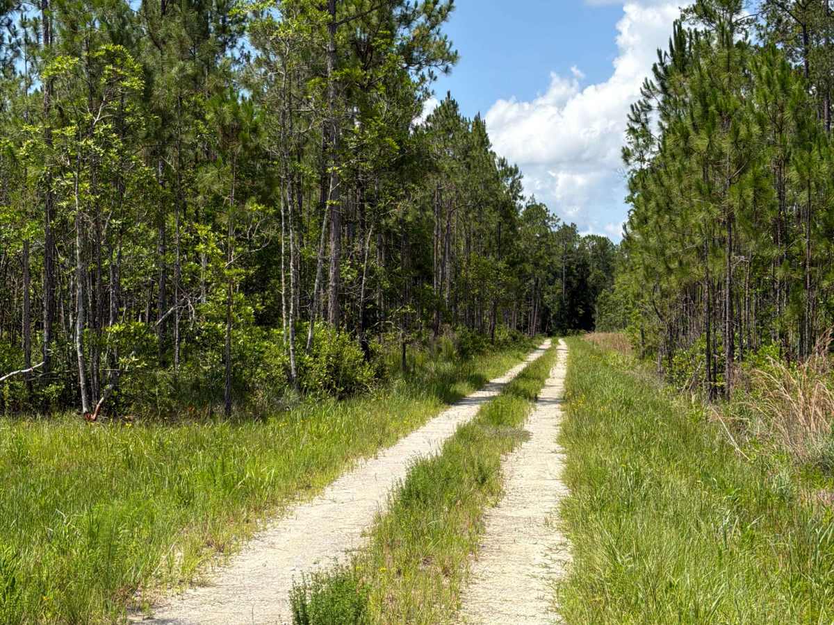 Fawn Road photo 3