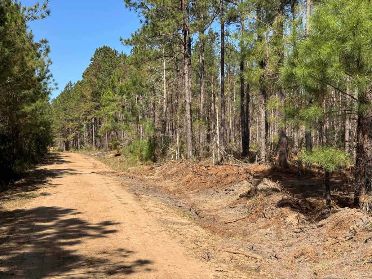 Smith Hammock Road photo 4