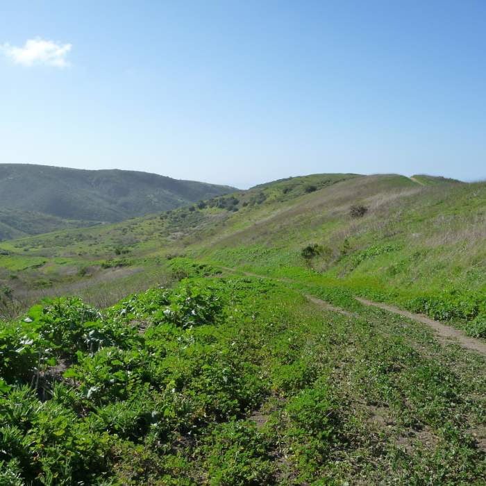 Near Crystal Cove Loop