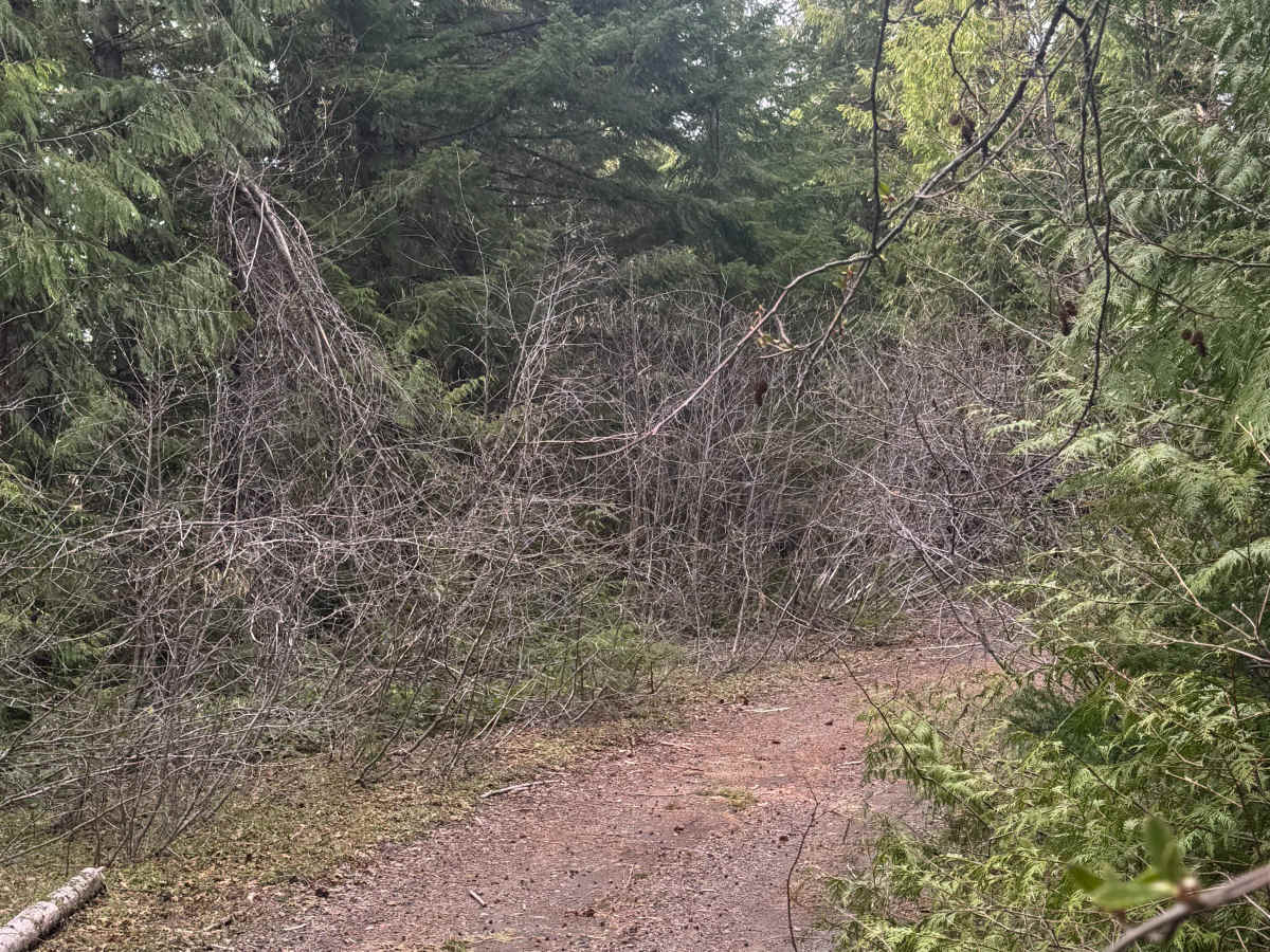 North Fork Tilton Road - FS 7300 trail photo