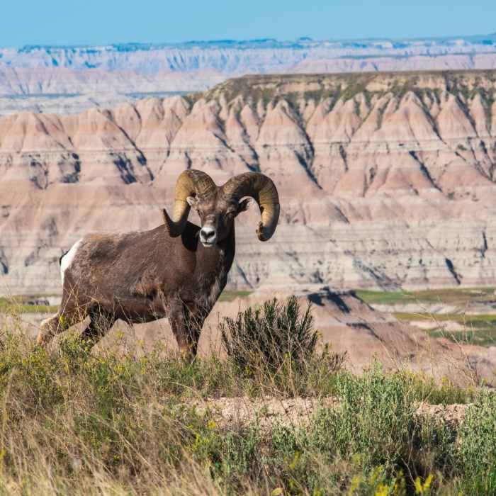 Big Horn on the edge Near Sage Creek Wilderness Area Loop