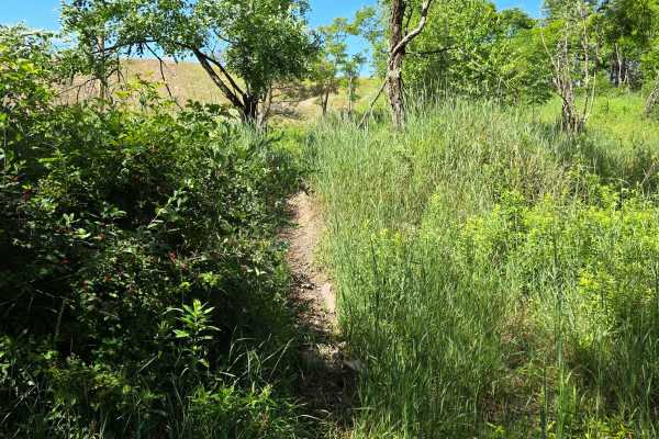 Single Track AA