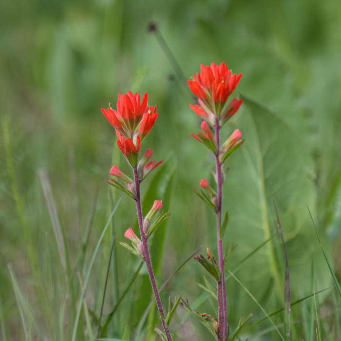 Near Glade Trail Near Glade Trail