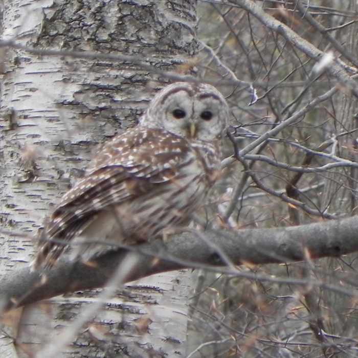 Near Haley Farm Trail