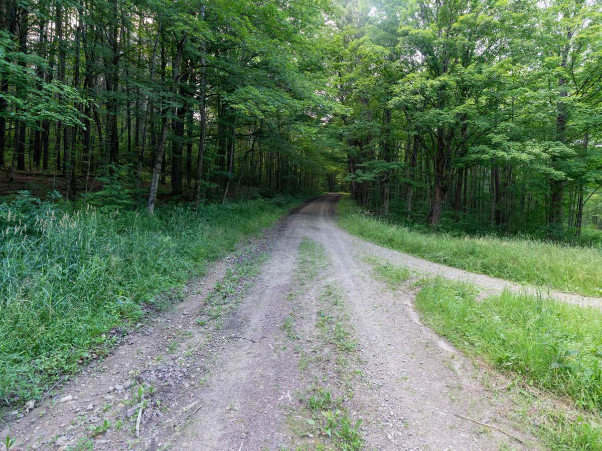 Fitch Hill Forest Road trail photo