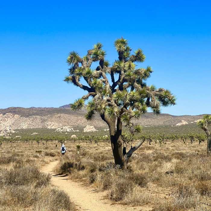 Near Juniper Flats Loop via Ryan Campground