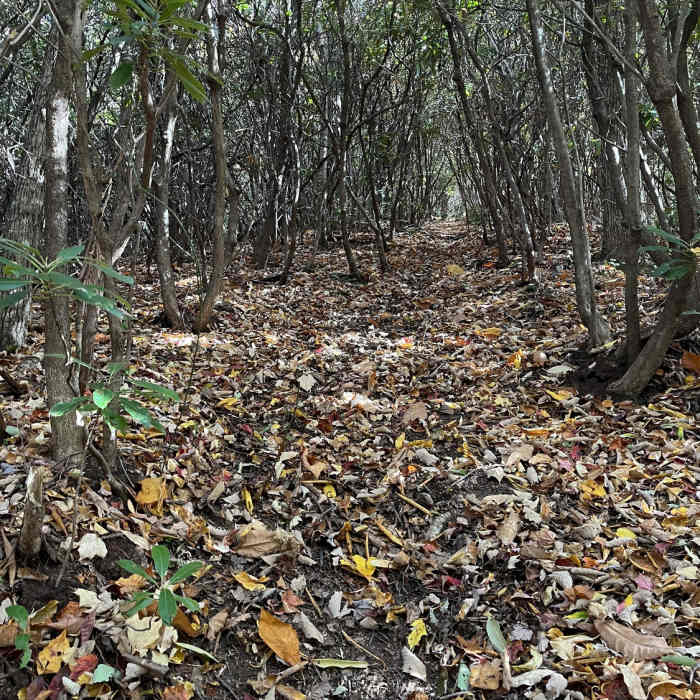 The Green Mountain Trail begins with a relentless climb of nearly 3,000 feet over 3 miles. Near Green Mountain Trail