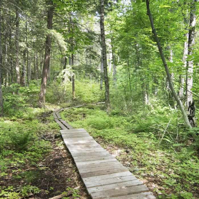 Near Snowy Mountain Fire Tower Near Snowy Mountain Fire Tower