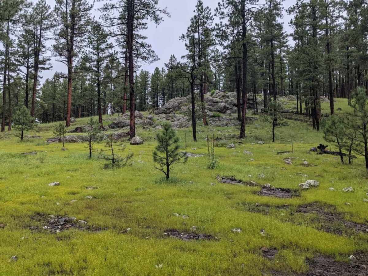 Mushroom Loop photo 3