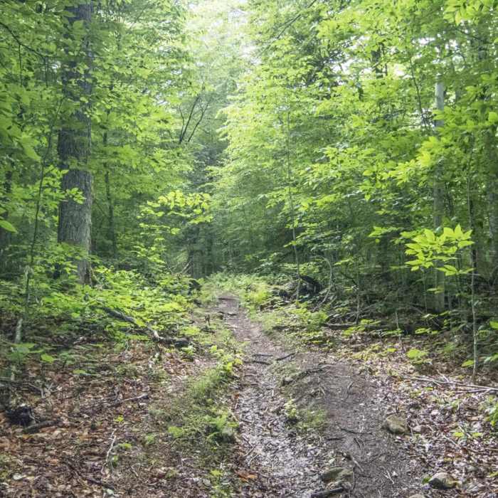 Near Owl's Head Fire Tower Near Owl's Head Fire Tower