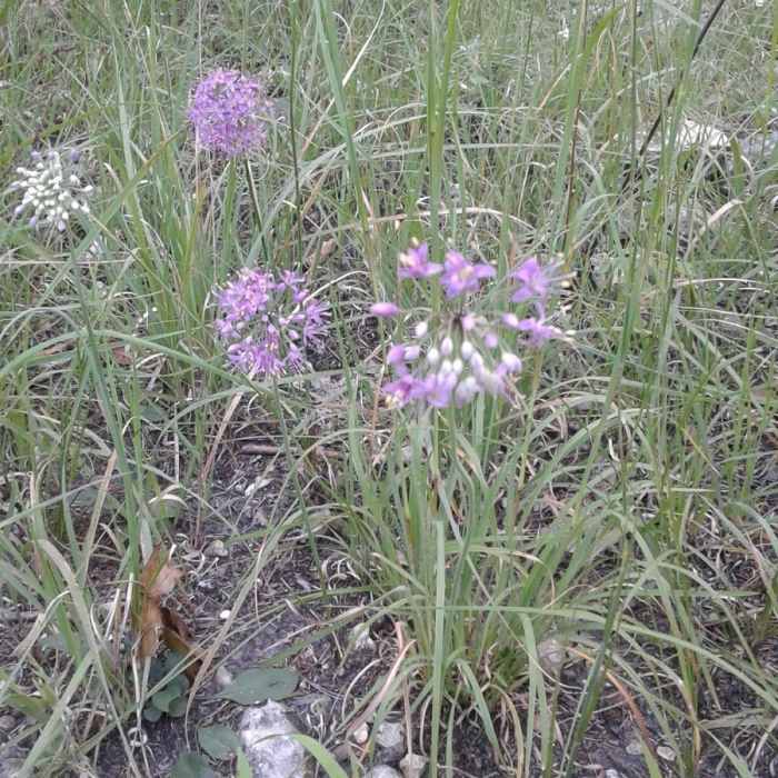 Wildflower spot Near Indian Point Trail