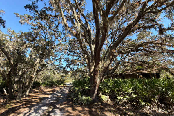 Long Loop Road 4 - Three Lakes WMA