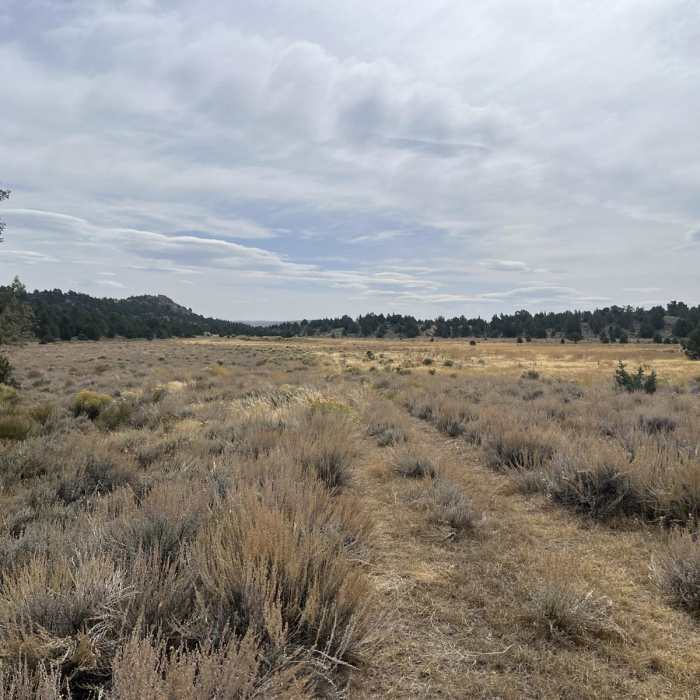 Near Hart Mountain Road to Post Meadows Campground