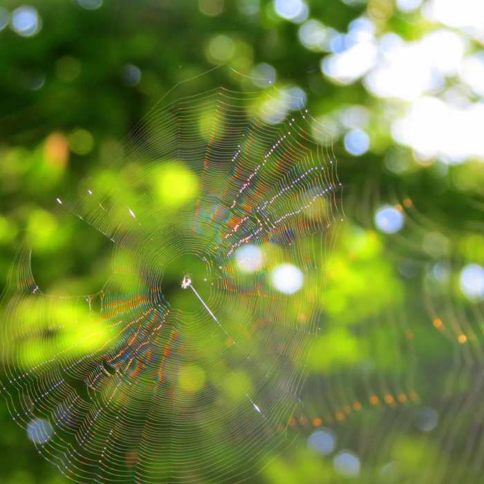 Near Cedar Sink Trail Near Cedar Sink Trail