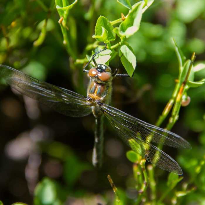 Near Elkhorn Crest Trail: Lost Lake + Summit Lake