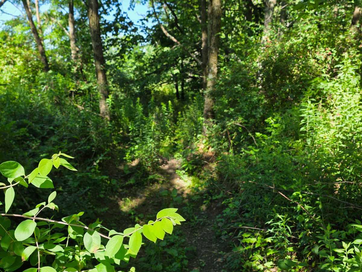 Single Track V photo 3
