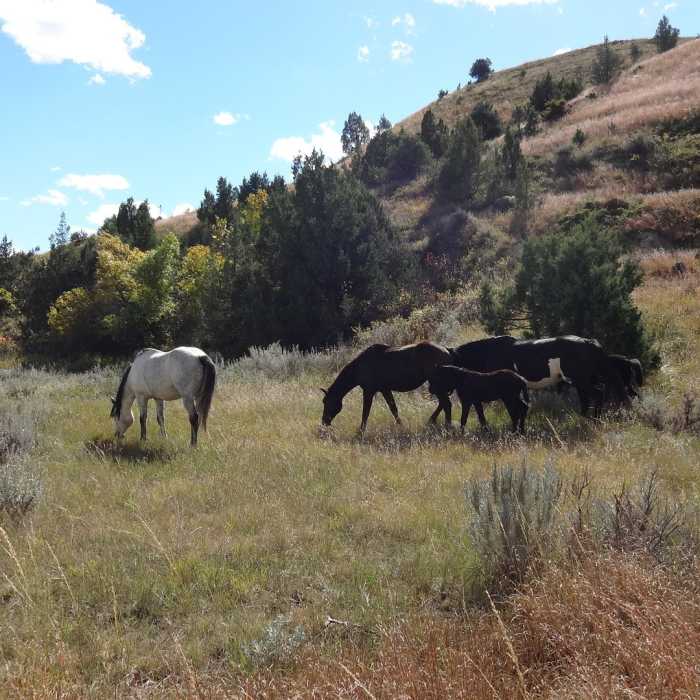 Near Jones/Lower Talkington/Lower Paddock Loop