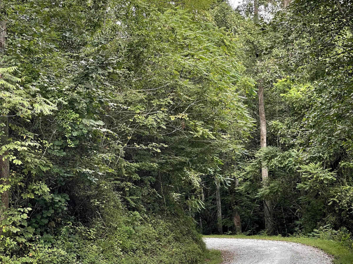 Shallow Creek Road trail photo