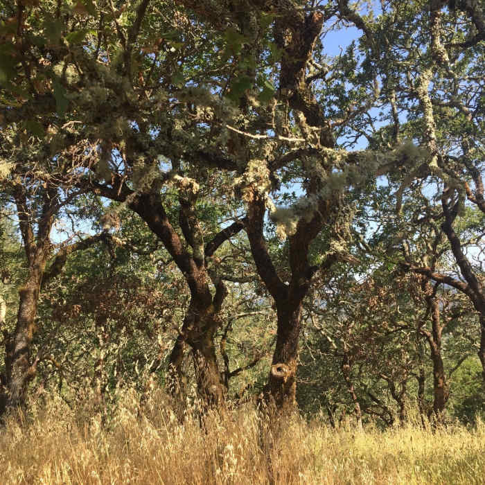 Near Bay Area Ridge Trail: Spring Lake to Trione-Annadel State Park