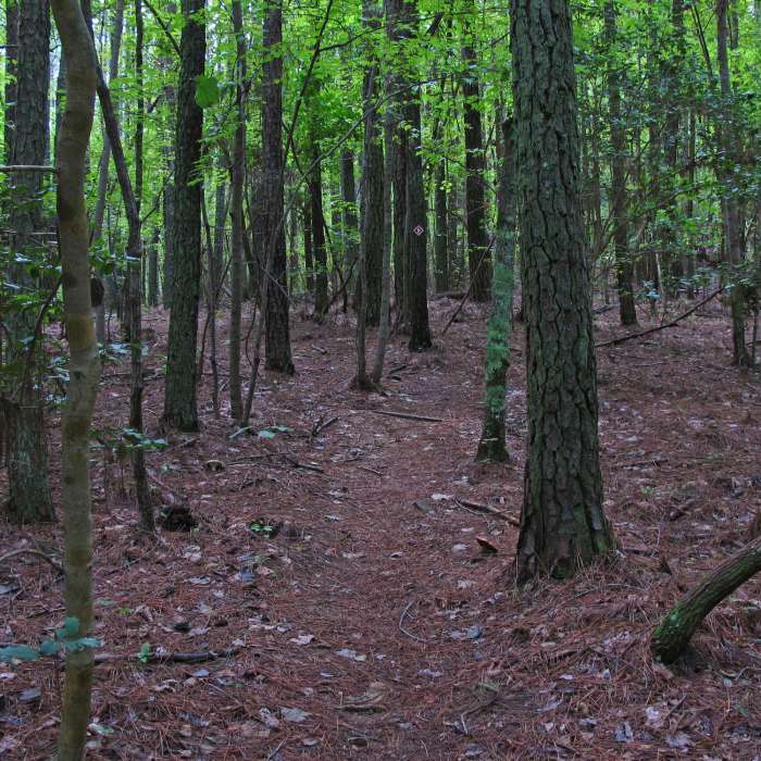Near New Hope Overlook - Red-Blue Trails