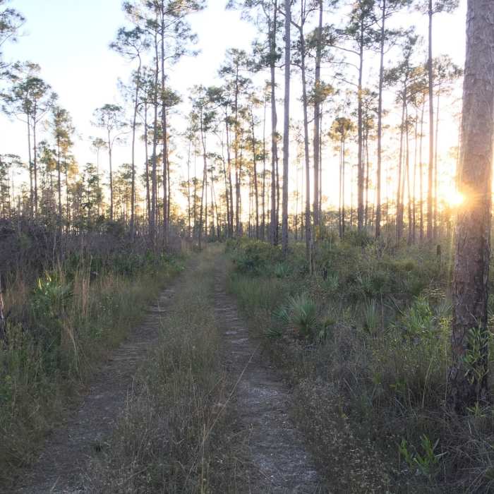 Sunset on Long Pine Key Trail. Near Long Pine Key Loop
