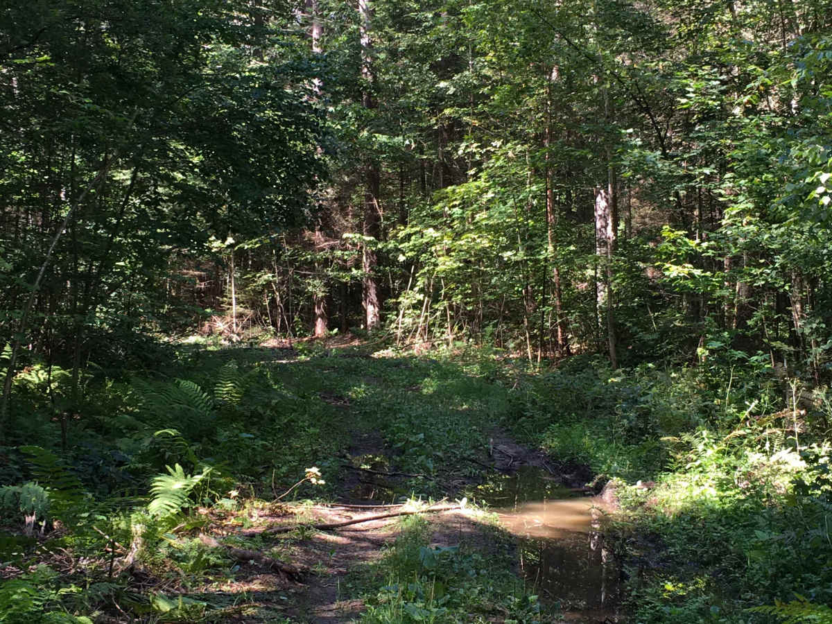 McLachlan Road - FS 3455 photo 5