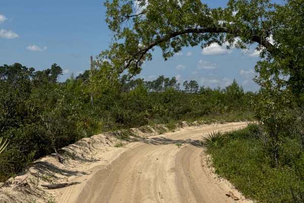 Ocala National Forest Road 58