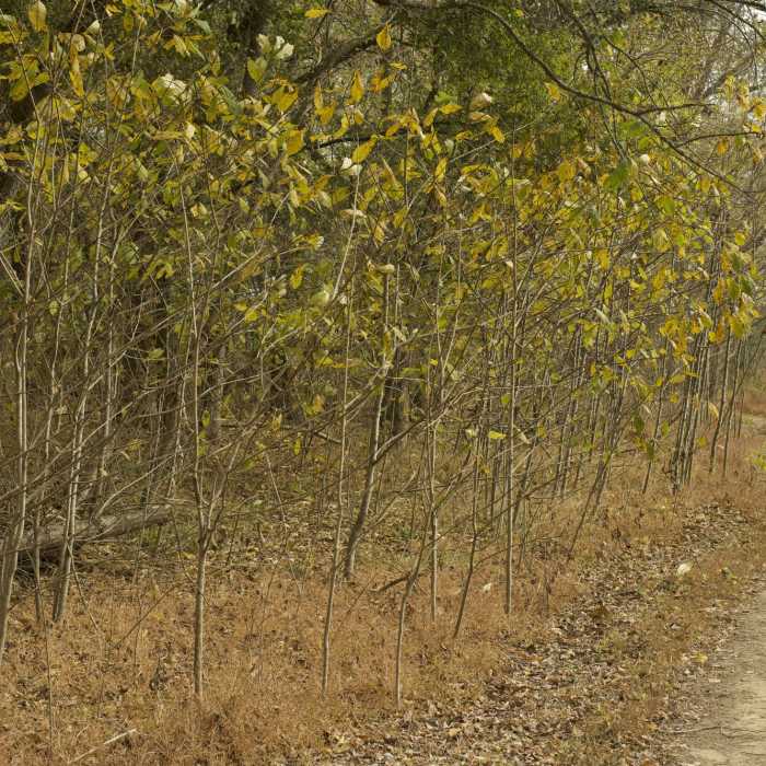 The trail is a singletrack dirt trail that runs through the woods. Near Island Loop Trail