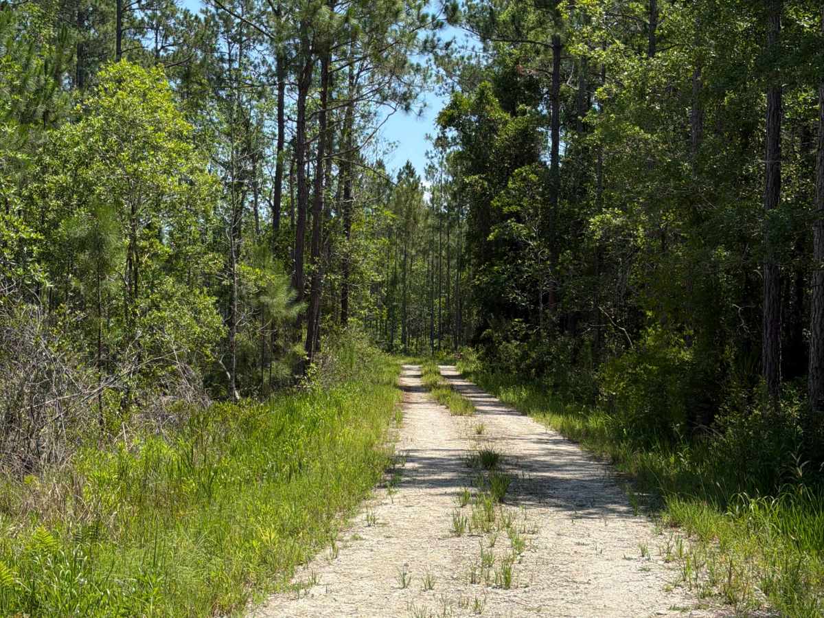 Fawn Road trail photo