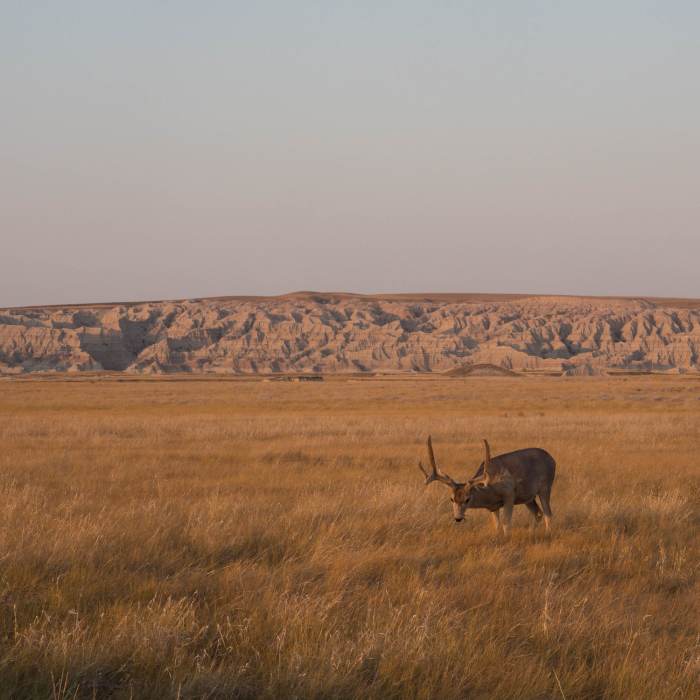 Deer in the Badlands Near Sage Creek Wilderness Area Loop