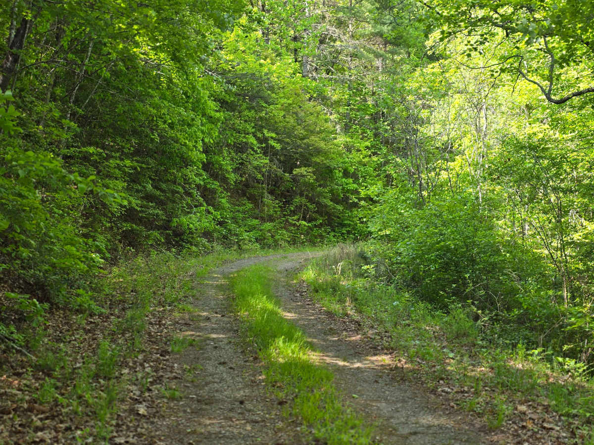 Bear Paw Road photo 2