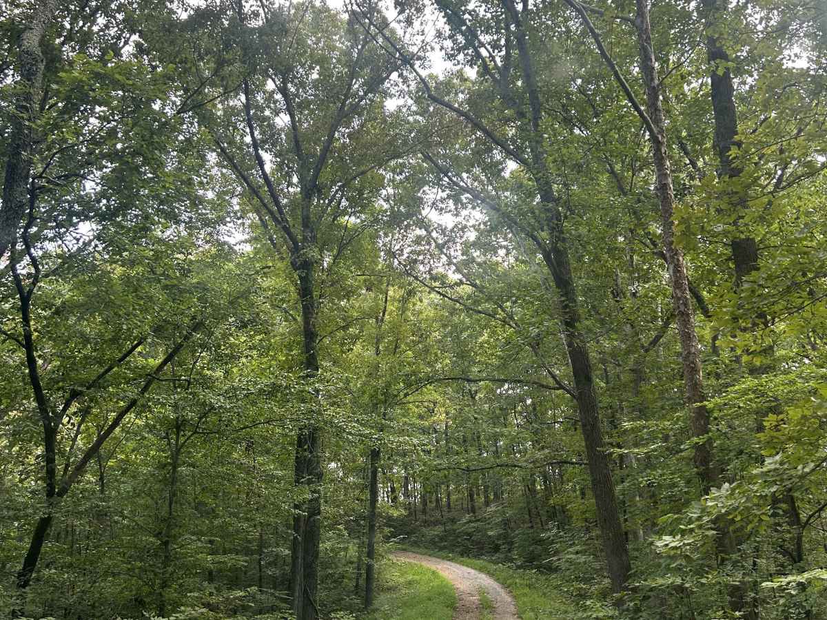Richland Ridge Road trail photo
