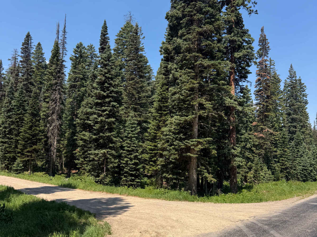 Bracken Road trail photo