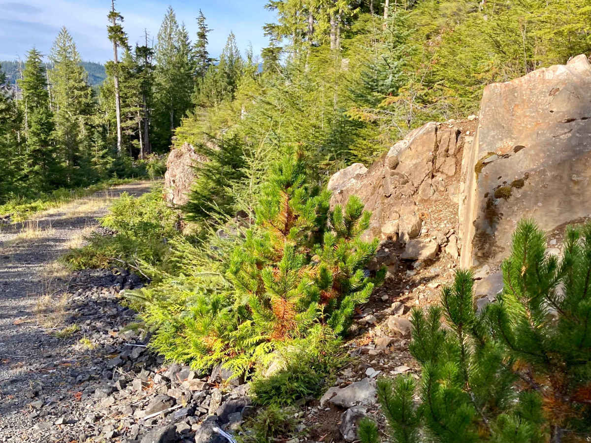 Whale Pass Road - FS 3065000 photo 6