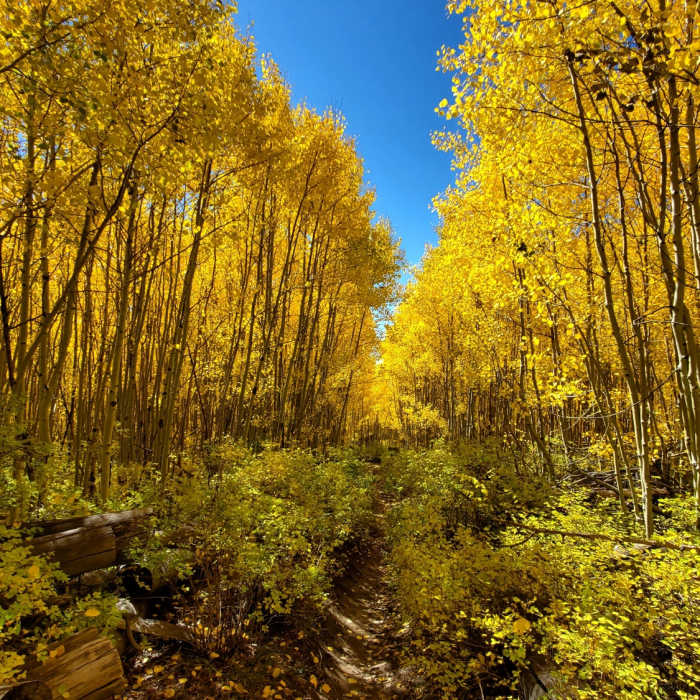 Aspen tunnel. Near Radio Tower #1