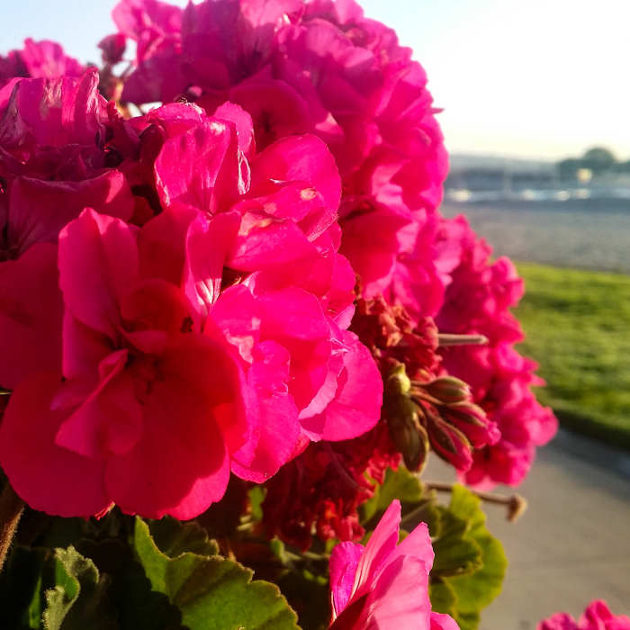 Tons of beautiful flowers line portions of Bayside Walk in typical California style. Near Bayside Walk