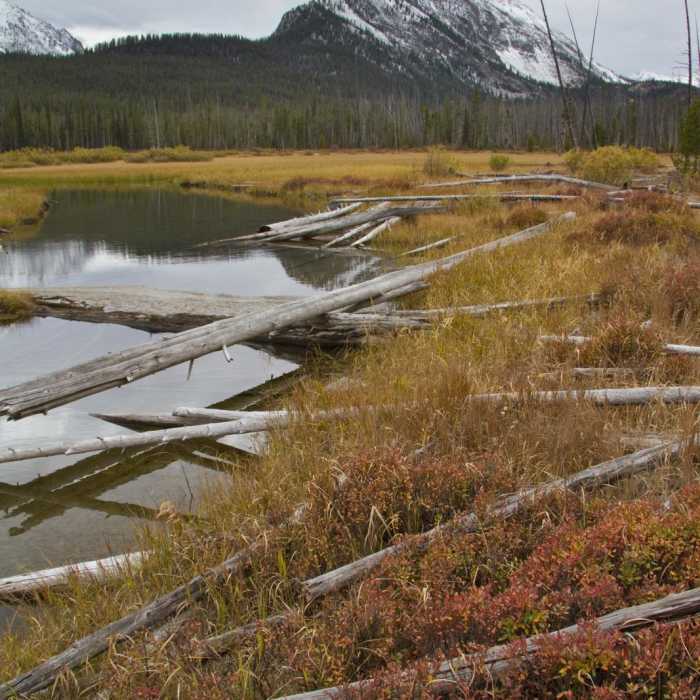 Near Yellow Belly Lake